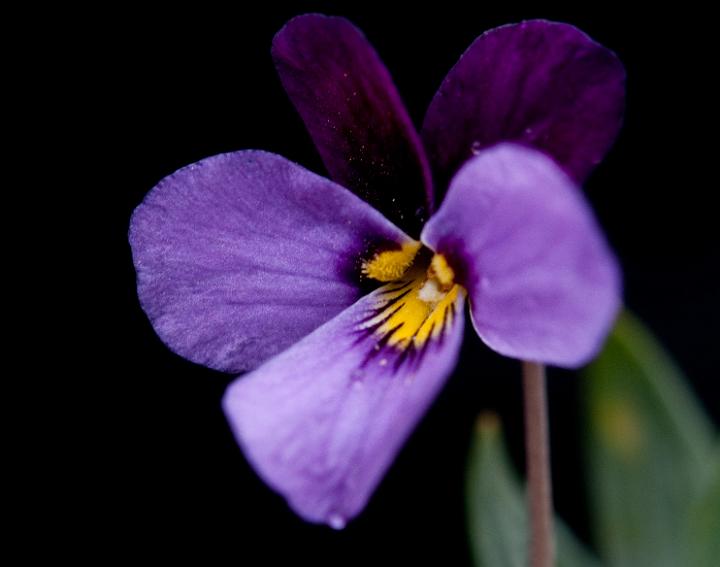 Viola trinervata, Sagebrush Violet .jpg